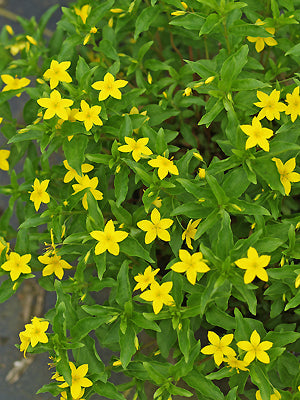 LYSIMACHIA AZORICA