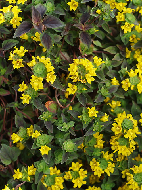 LYSIMACHIA CONGESTIFLORA 'PERSIAN CARPET'