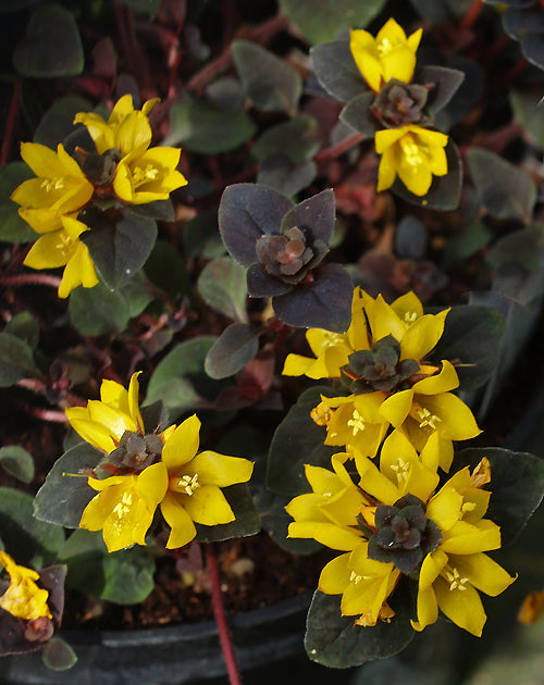 LYSIMACHIA CONGESTIFLORA 'PERSIAN CHOCOLATE'