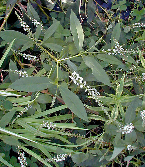 LYSIMACHIA CANDIDA