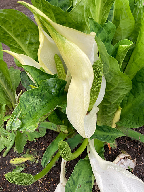 LYSICHITON CAMTSCHATCENSIS
