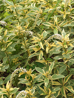 LYSIMACHIA CLETHROIDES 'GEISHA'