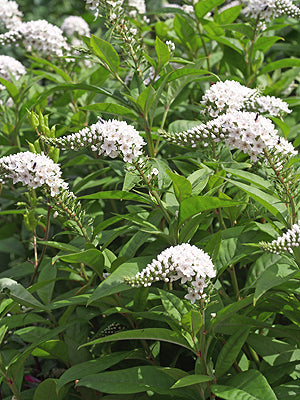 LYSIMACHIA CLETHROIDES