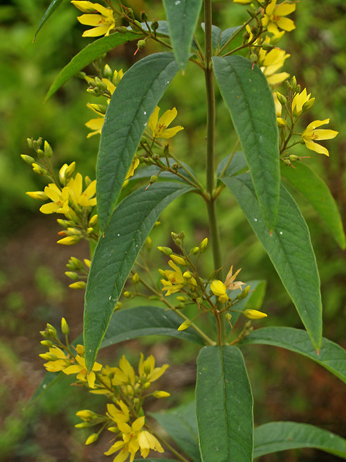 LYSIMACHIA VULGARIS subsp.DAVURICA