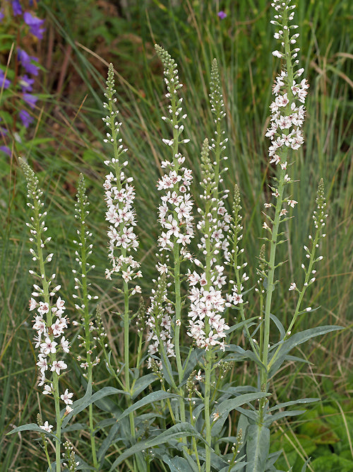 LYSIMACHIA EPHEMERUM