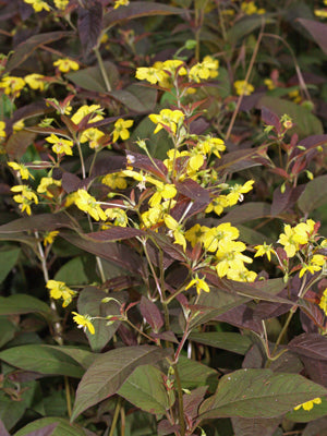 LYSIMACHIA CILIATA 'FIRECRACKER'