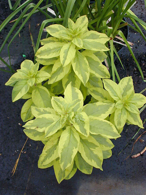 LYSIMACHIA PUNCTATA 'IVY MACLEAN'