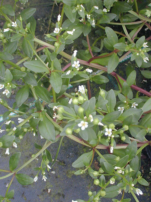 LYSIMACHIA MAURITIANA