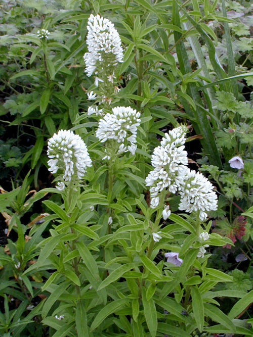 LYSIMACHIA SP.3