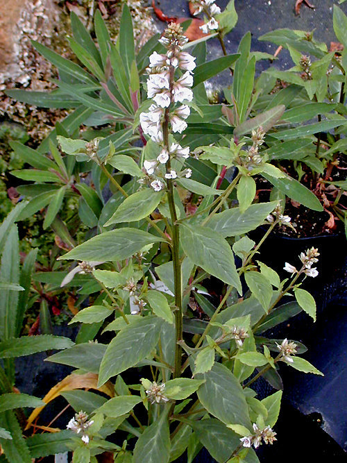 LYSIMACHIA YUNNANENSIS