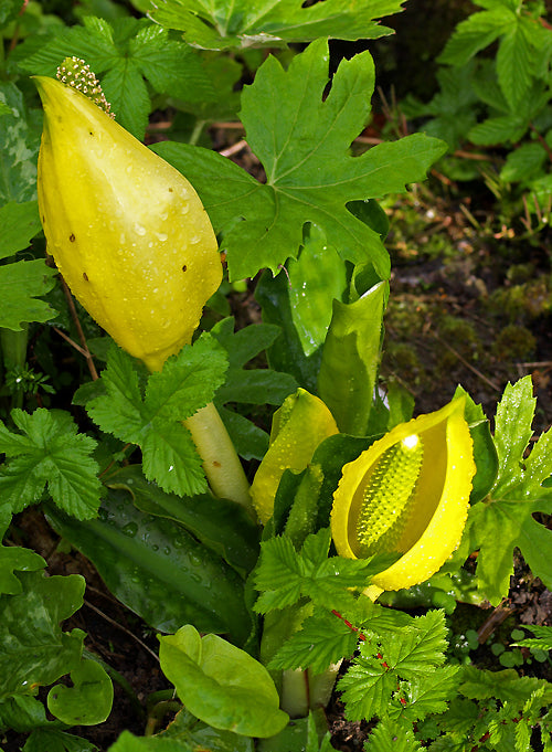 LYSICHITON AMERICANUS