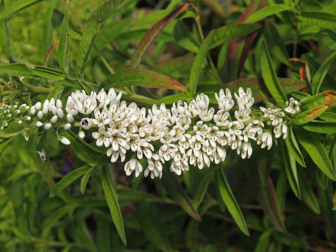 LYSIMACHIA 'CANDELA'