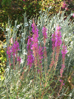 LYTHRUM SALICARIA