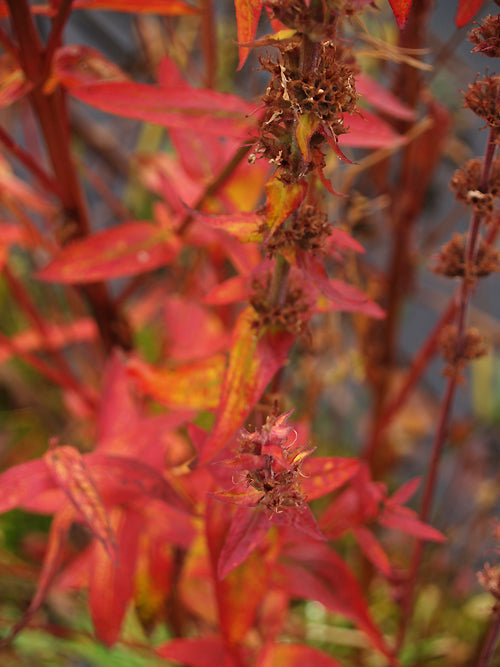 LYTHRUM SALICARIA 'ROBERT'