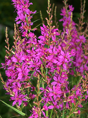 LYTHRUM VIRGATUM 'DROPMORE PURPLE'