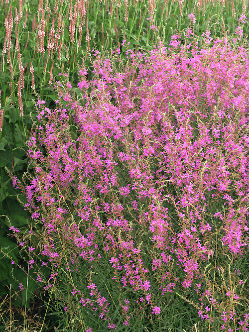 LYTHRUM VIRGATUM SWIRL