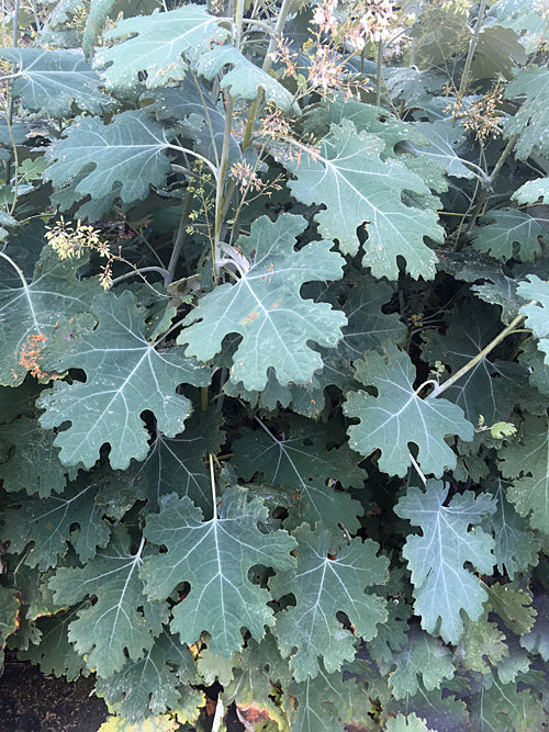 MACLEAYA CORDATA