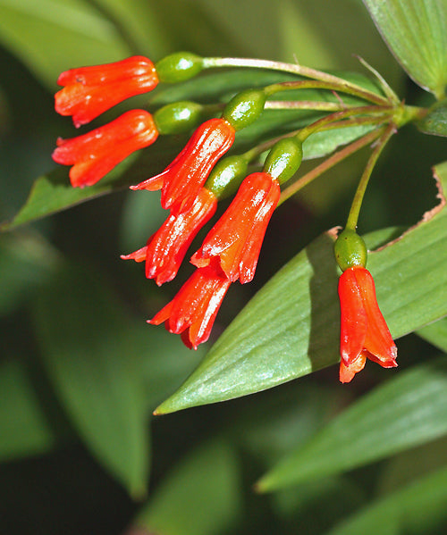 BOMAREA DISTICHIFOLIA