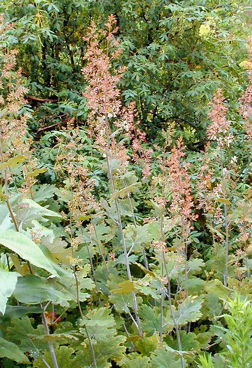 MACLEAYA MICROCARPA 'KELWAY'S CORAL PLUME'