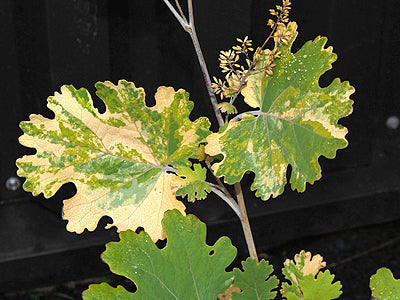 MACLEAYA 'NORDSTRÖM'S VARIEGATED'
