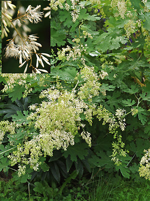 MACLEAYA 'PETER KORN'