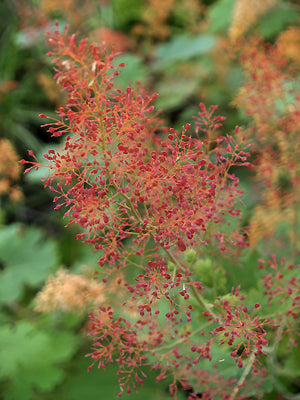MACLEAYA 'SPETCHLEY RUBY'