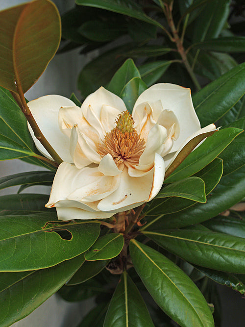 MAGNOLIA GRANDIFLORA 'EXMOUTH'
