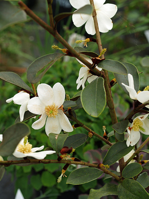 MAGNOLIA LAEVIFOLIA 'SNOWBIRD'