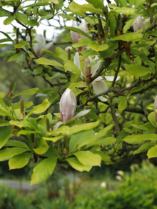 MAGNOLIA x SOULANGEANA