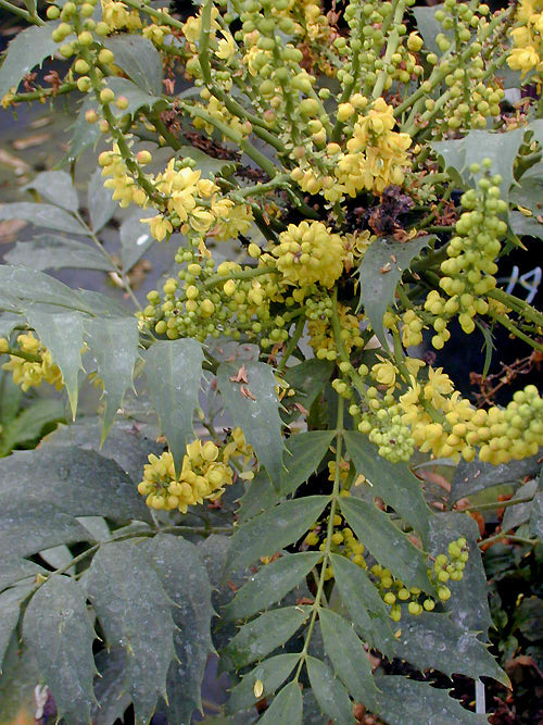 MAHONIA EURYBRACTEATA