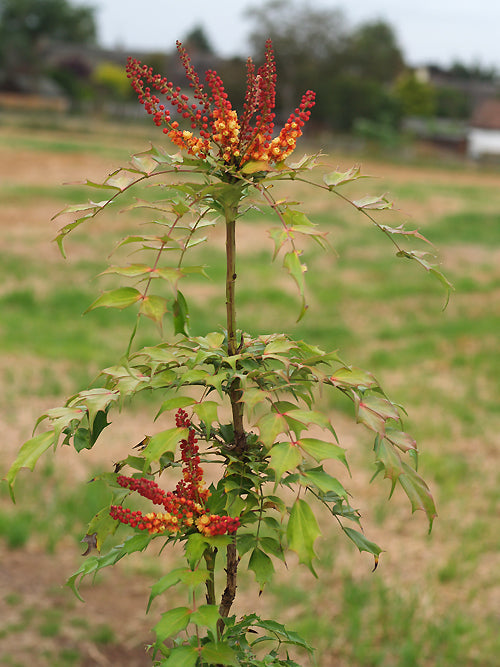 MAHONIA NITENS 'CABARET'