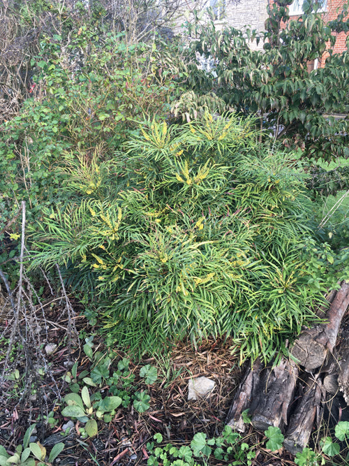 MAHONIA EURYBRACTEATA 'SOFT CARESS'