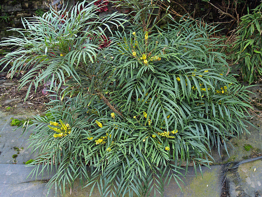Mahonia eurybracteata 'Sweet Winter'