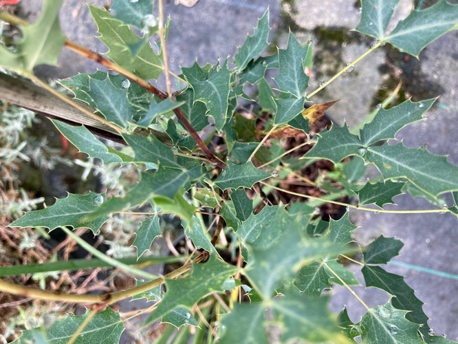 MAHONIA FREMONTII