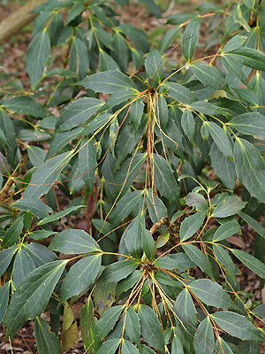 MAHONIA GRACILIPES