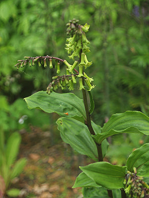 MAIANTHEMUM HENRYI