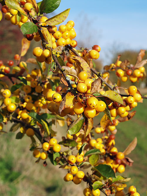 MALUS x ZUMI 'GOLDEN HORNET'