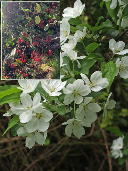 MALUS HUPEHENSIS