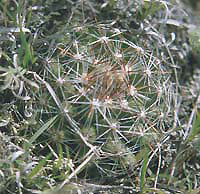 MAMMILLARIA VIVIPARA