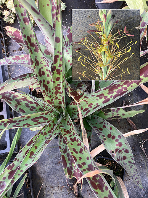 MANFREDA 'SPOT'