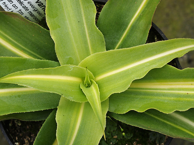 MANFREDA ELONGATA variegated