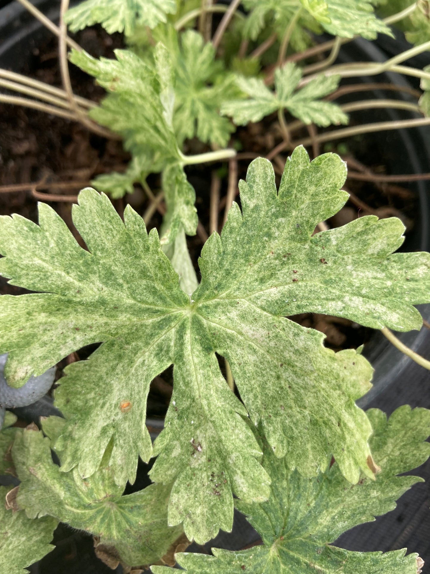 GERANIUM PHAEUM 'MARGARET WILSON'