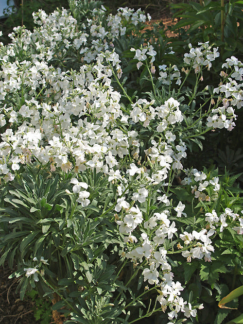 MATTHIOLA INCANA f.ALBA