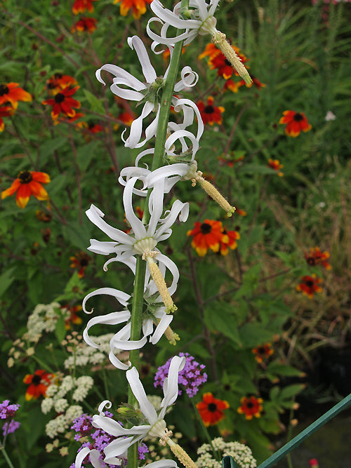 MICHAUXIA CAMPANULOIDES