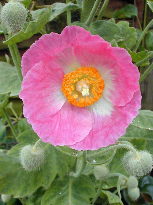 MECONOPSIS NAPAULENSIS