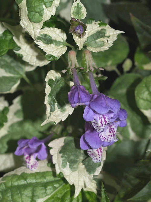 MEEHANIA URTICIFOLIA 'WANDERING MINSTREL' BSWJ 1210