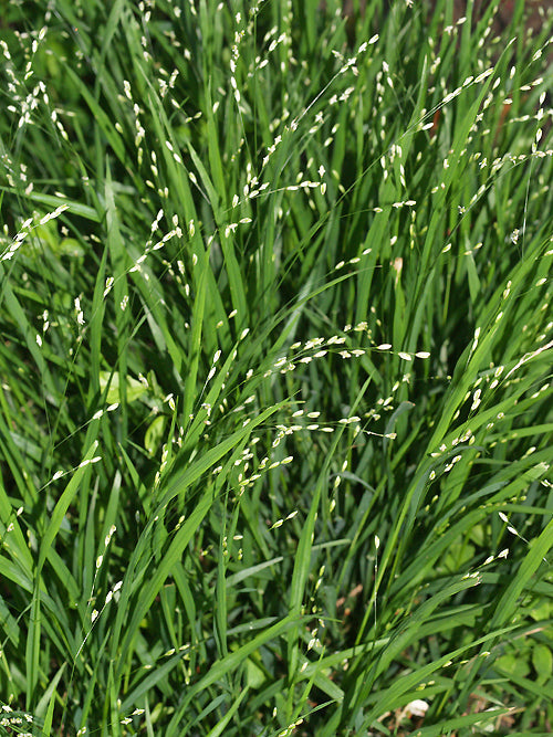 MELICA UNIFLORA f.ALBIDA