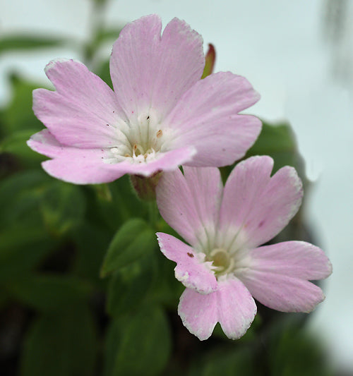 MELANDRIUM KEISKEI f.LEUCANTHA