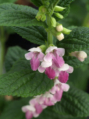 MELITTIS MELISSOPHYLLUM PALE ROSE PINK