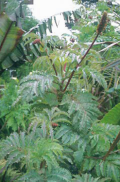 MELIANTHUS MAJOR 'PURPLE HAZE'